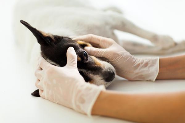 Koiran parainfluenssa - Oireet ja hoito - Mitä tehdä, jos luulen, että koirallani on koiran prainfluenssa?