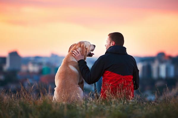 Kouristukset koirilla - syyt, oireet ja mitä tehdä - kuinka estää kouristuksia koirilla? 