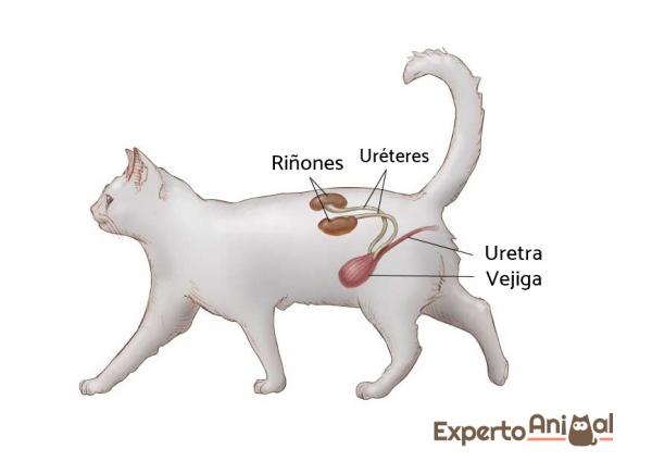 4 Kissan munuaistaudin oireet - mihin munuaiset ovat? 
