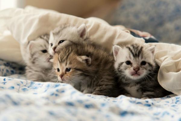 Syöpä kissoilla - tyypit, oireet ja hoito - Syöpä kissoilla