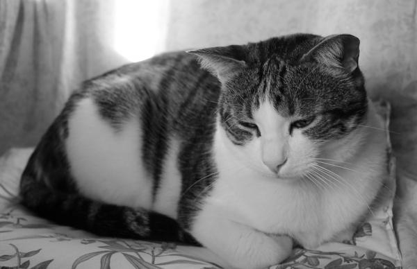 Syöpä kissoilla - tyypit, oireet ja hoito - kissojen syövän oireet