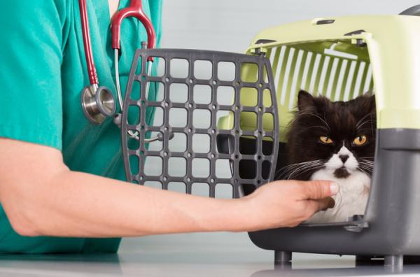 Syöpä kissoilla - tyypit, oireet ja hoito - Syövän hoito kissoilla