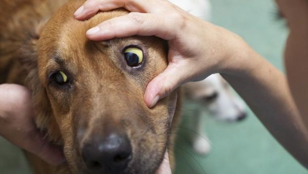 Hemolyyttinen anemia koirilla - Oireet ja hoito - Oireet hemolyyttisestä anemiasta koirilla
