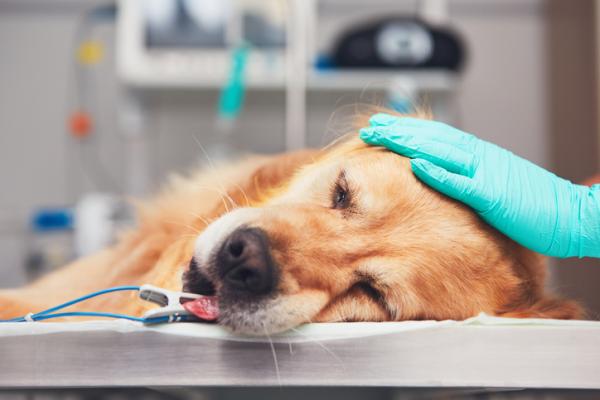 Hemolyyttinen anemia koirilla - Oireet ja hoito - Hemolyyttisen anemian hoito koirilla