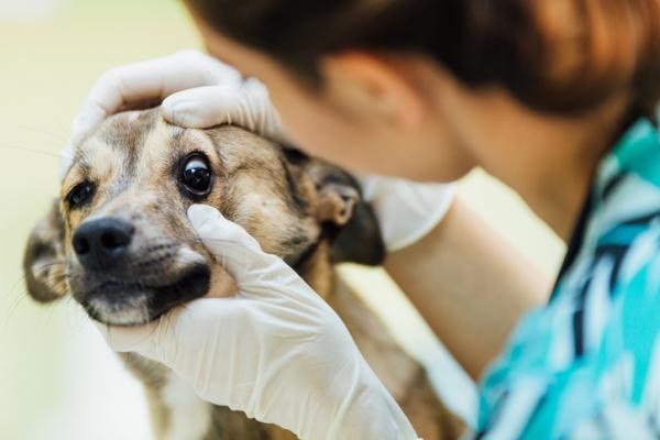 Epileptiset kohtaukset koirilla - syyt, oireet ja hoito - Mitä tehdä ennen koirien epileptisiä kohtauksia?