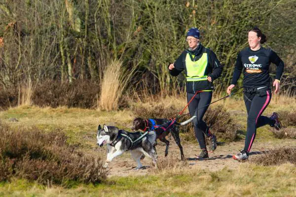 Mikä on canicross?  Kuinka harjoitella sitä koirasi kanssa?  - Koulutusrutiini canicrossille