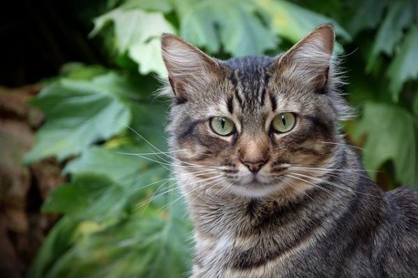 Tabby -kissarodut - Pixie bob