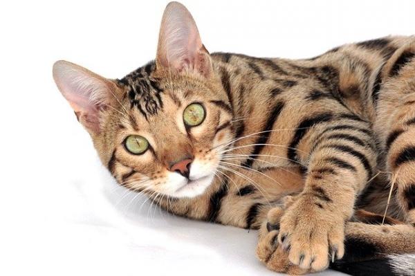 Tabby -kissarodut - Bengali -kissa
