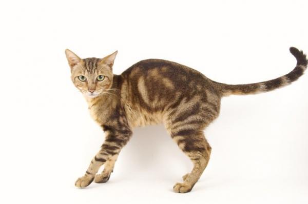 Tabby -kissarodut - Sokoke -kissa