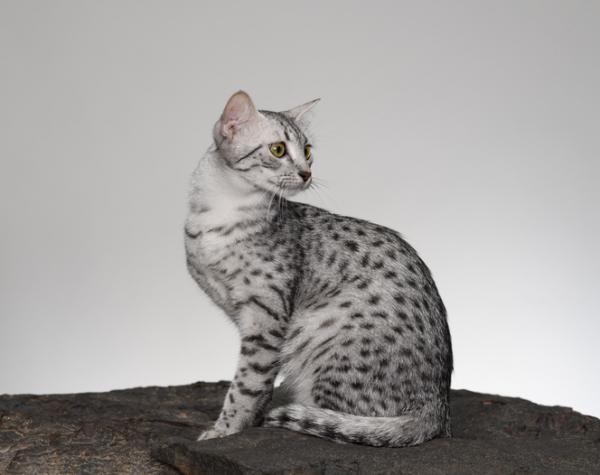 Tabby -kissarodut - egyptiläinen Mau
