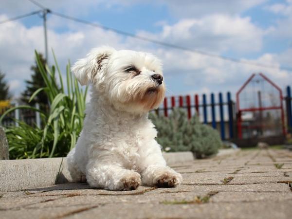 Koiria pienessä huoneistossa - Bichon Maltese 