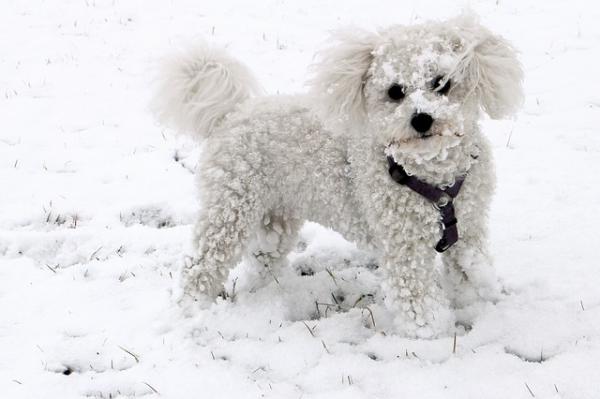 Koiria, joita pitää pienessä huoneistossa - Bichon frise