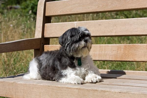 Koiria pienessä huoneistossa - Shih tzu