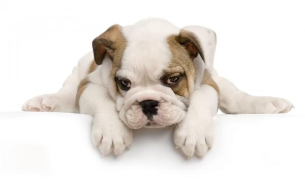 Luettelo vähiten haukkuvista koirista - bulldoggi