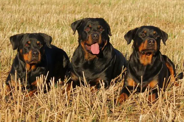 Luettelo vähiten haukkuvista koirista - Rottweiler