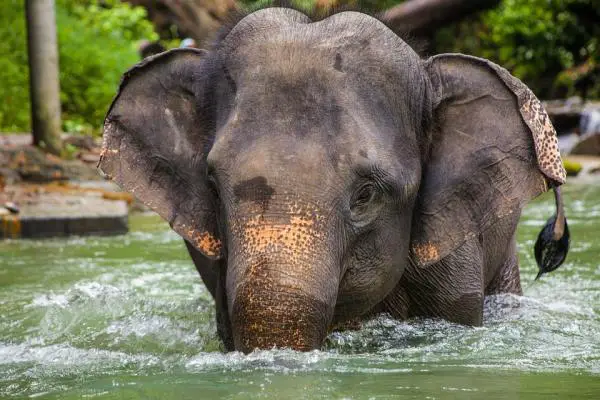 Thaimaan vaarallisimmat eläimet - norsuja - Elephas maximus