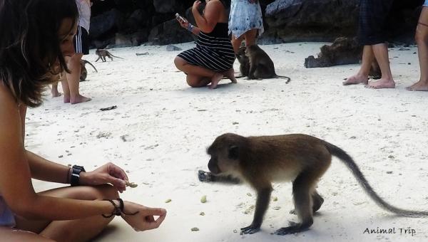 Thaimaan vaarallisimmat eläimet - Apinat - Macaca fascicularis 