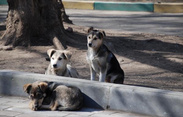 Thaimaan vaarallisimmat eläimet - Koirat - Canis lupus familiaris