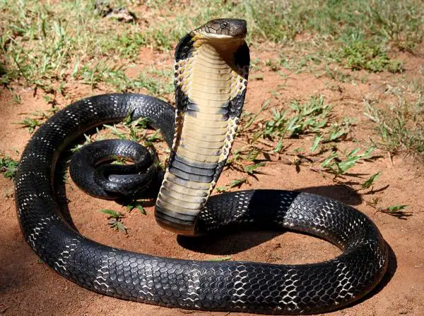 Thaimaan vaarallisimmat eläimet - Kuningas Cobra - Ophiophagus Hannah