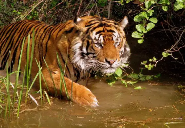Thaimaan vaarallisimmat eläimet - Tiikeri - Panthera tigris corbetti 