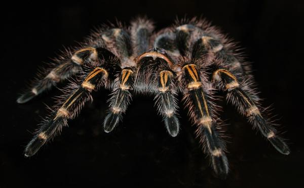 Thaimaan vaarallisimmat eläimet - Thai Black Tarantula - Haplopelma minax