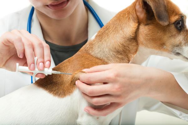 Mitä koirat tarvitsevat matkoille?  - Rokotteet ja asiakirjat - Pakolliset rokotukset koirien kanssa matkustamiseen