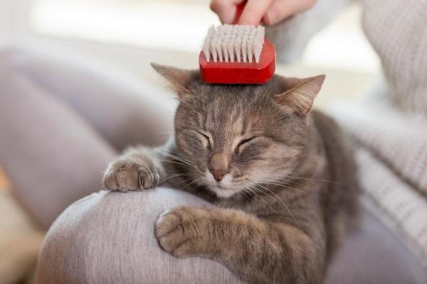 Voitko käyttää koiran shampoota kissoille?  - Kissan turkin merkitys