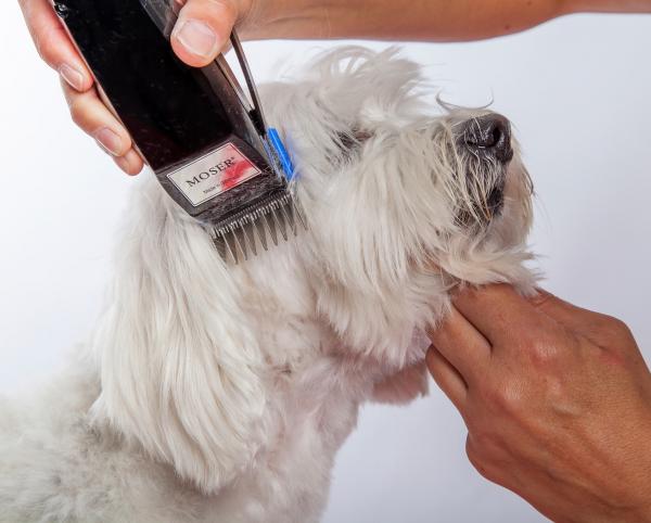 Parhaat hiustenleikkurit koirille - Hiustenleikkurit kaiken tyyppisille koirille