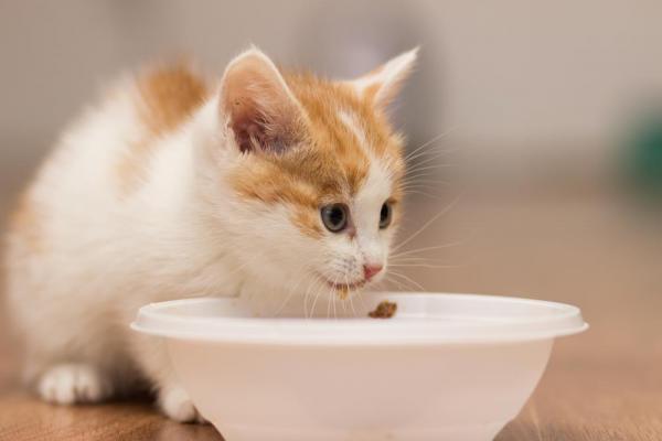 Mitä ruokkia 1 kuukauden ikäinen kissa?  - Kuinka ruokkia 1 kuukauden ikäinen pentu?