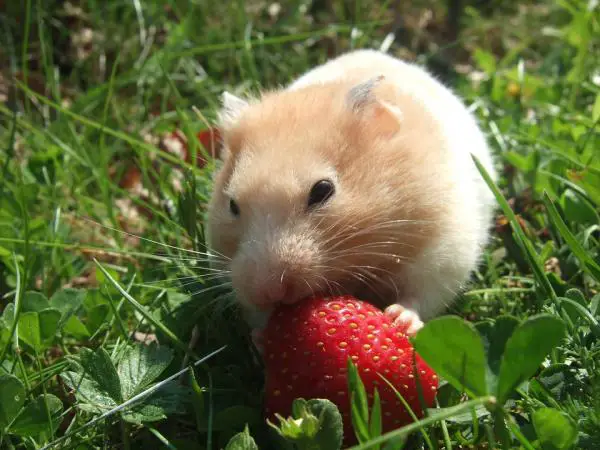 Hamsterin hoito ja ruokinta - Hamsterin ruokinta