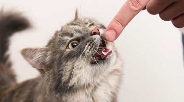 Vaiheittainen hampaiden hygienia kissoille-Vaihe 3