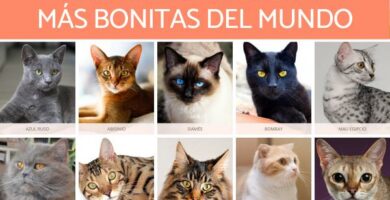 10 kauneinta kissaa maailmassa