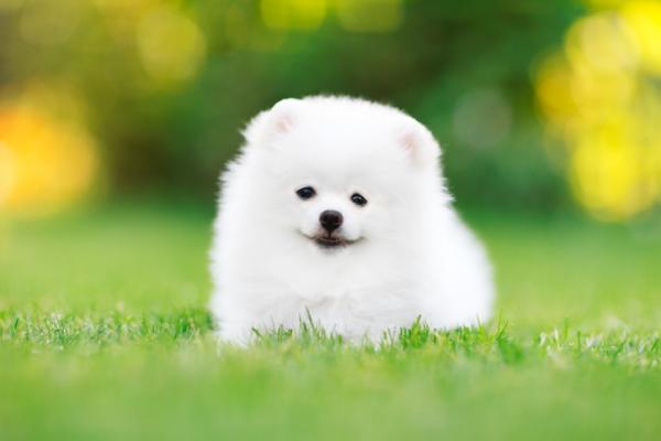10 pienta valkoista koirarotua