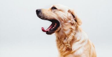 10 stressin merkkia koirilla