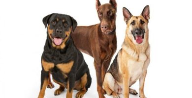 10 suosituinta saksalaista koirarotua