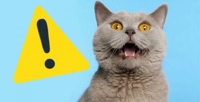 10 yleista asiaa jotka voivat tappaa kissasi