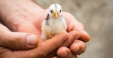13 tautia joita linnut valittavat ihmisille