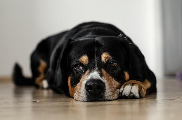 Niveltulehdus koirilla - syyt ja hoito - Mikä on niveltulehdus? 