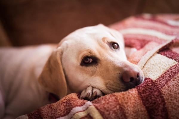 Koiran koronavirus - Oireet, hoito ja tartunta - Koronavirusta sairastavan koiran hoito