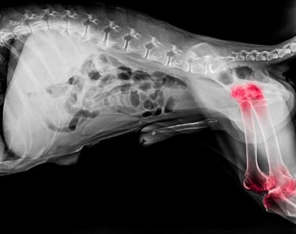 Nivelrikko koirilla - oireet ja hoito - Mikä on nivelrikko koirilla?