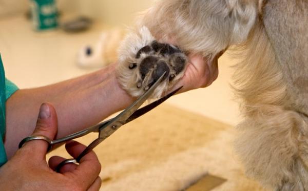 1628280242 101 Kuinka leikata koiran hiukset kotona