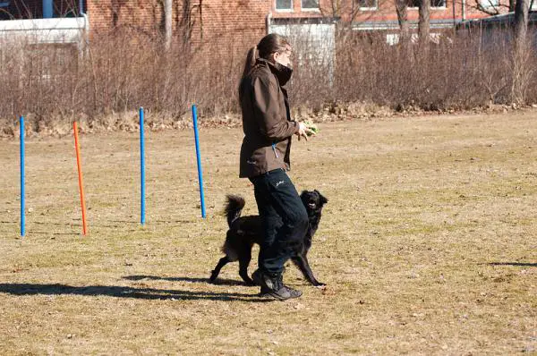 Harjoitukset koirille, joilla on lonkan dysplasia - vakauttavia tai aktiivisia harjoituksia