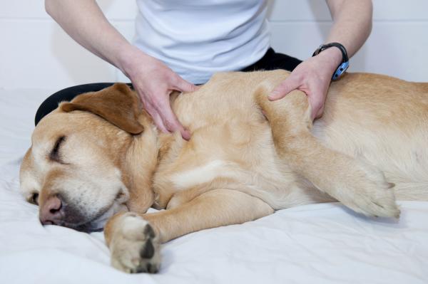 Harjoitukset koirille, joilla on lonkkadysplasia - passiiviset liikkeet