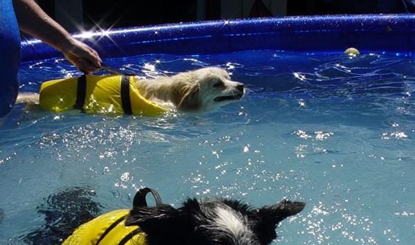 Harjoitukset koirille, joilla on lonkan dysplasia - Vesihoito