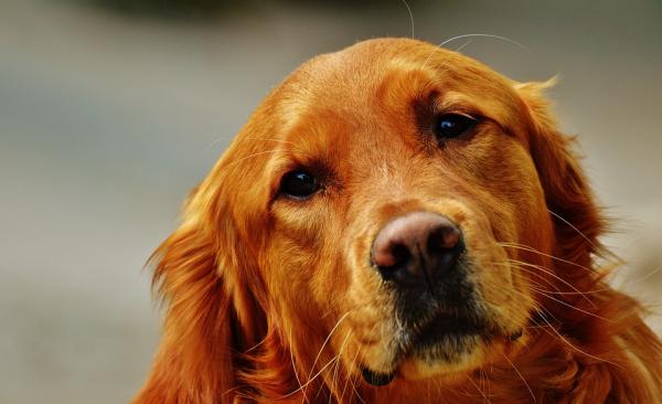 Luusyöpä koirilla - Oireet ja hoito - Luusyöpä koirilla