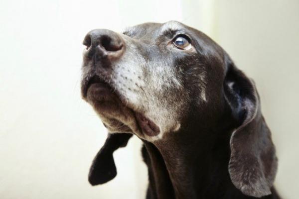 Koiran aivojen ikääntyminen - oireet ja syyt - auttaa hidastamaan koiran aivojen ikääntymistä