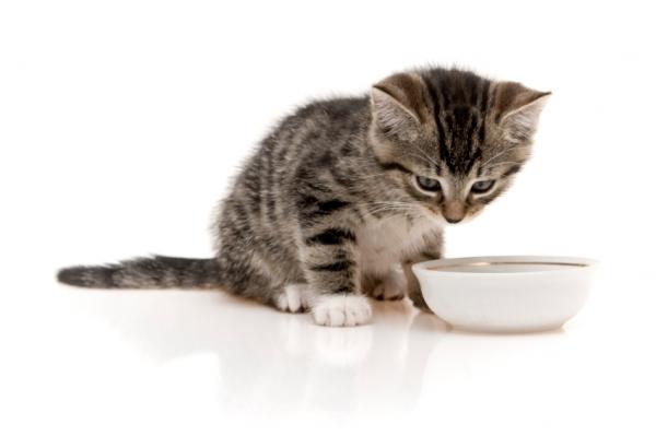 Pehmeä ruokavalio ripulia sairastaville kissoille - Siirtyminen tavanomaiseen ruokavalioon