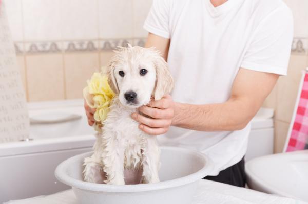 Kuinka puhdistaa koira uimatta?  - Älä käytä näitä menetelmiä koirasi hygienian ylläpitämiseen