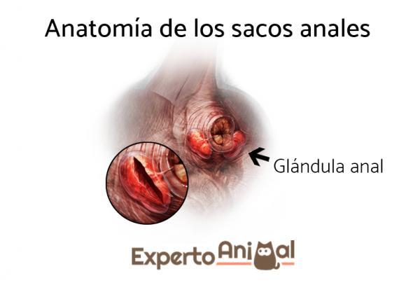 Perianal -fisteli kissoilla - Hoito ja hoito - Perianal -fistelin hoito ja hoito kissoilla