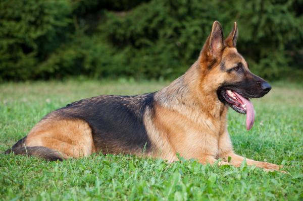 Perianaaliset fistulat koirilla - Oireet ja hoito - Eniten kärsivät rodut